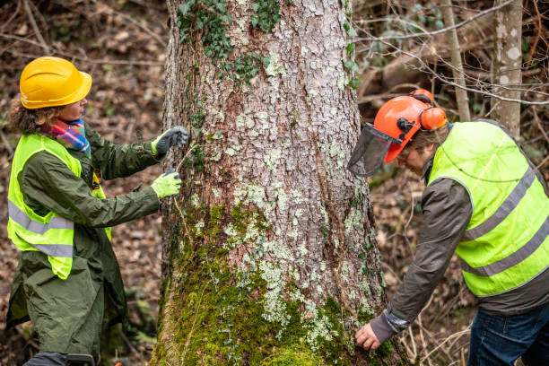 Best Commercial Tree Services  in Anna, IL