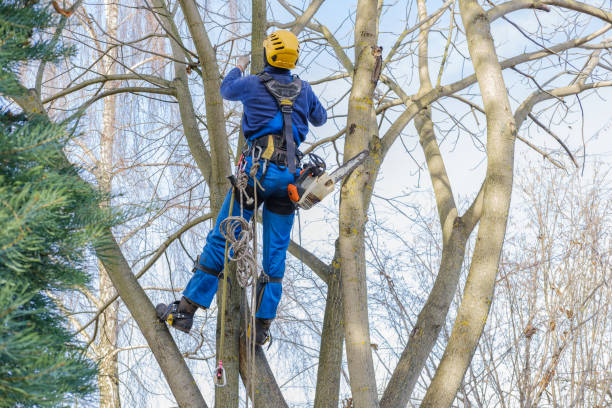 Best Tree Maintenance Programs  in Anna, IL