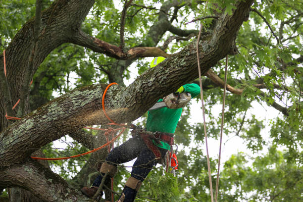 How Our Tree Care Process Works  in  Anna, IL