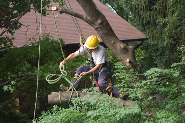 Best Lawn Watering Services  in Anna, IL