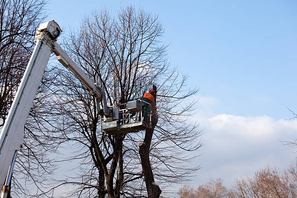 Leaf Removal in Anna, IL