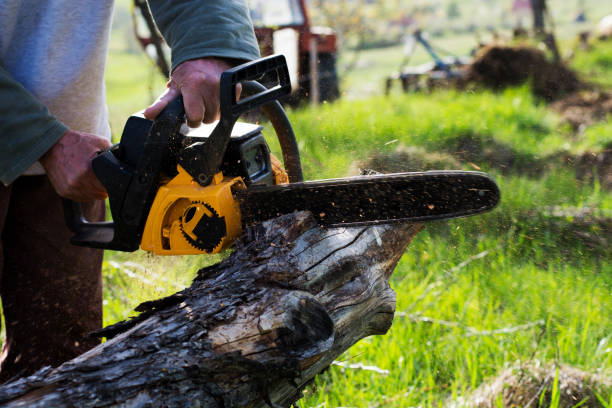 Professional Tree Care in Anna, IL